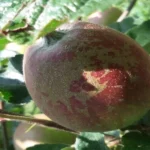 russeting on gala apple