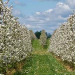 high density apple orchards in full bloom