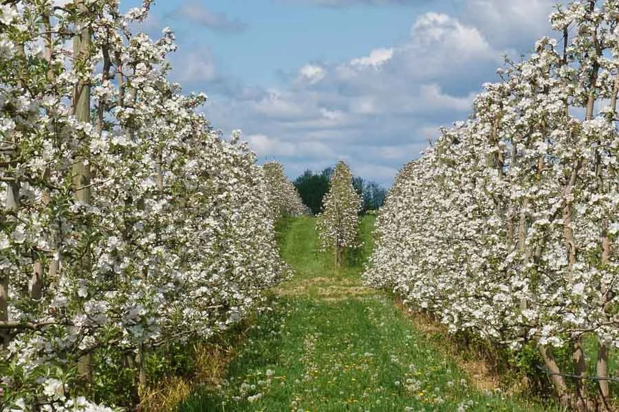 high density apple orchards in full bloom