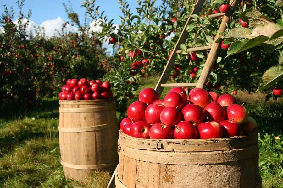 high density apples on wooden containers