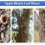 leaf blotch miner on tree trunk and leaves