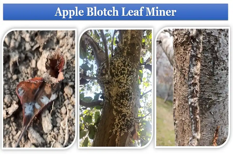 leaf blotch miner on tree trunk and leaves