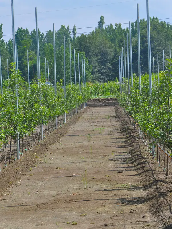 high density apple orchard