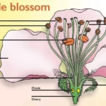 pollination in bisexual apple flower