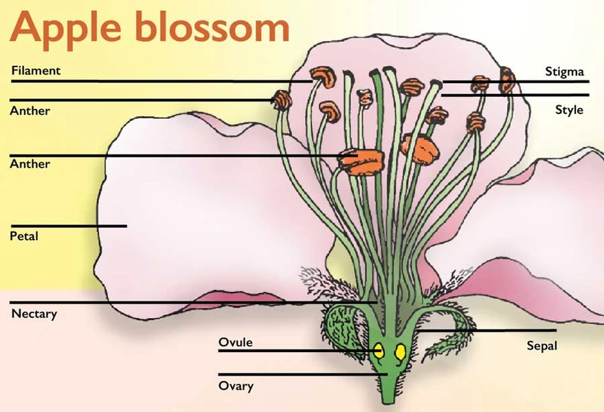 pollination in bisexual apple flower