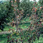 root rot symptoms in upper parts of apple tree