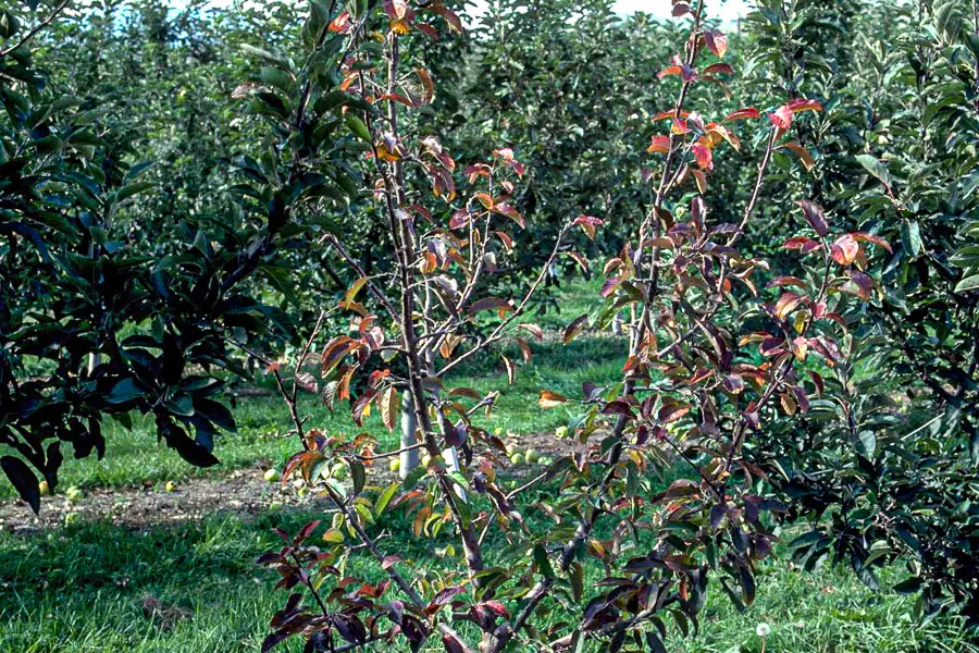 root rot symptoms in upper parts of apple tree