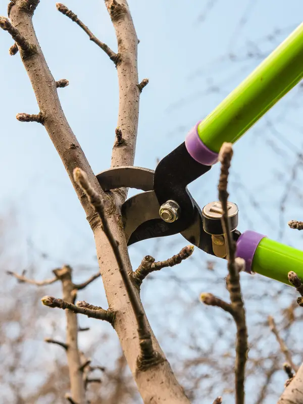 long pruning shear