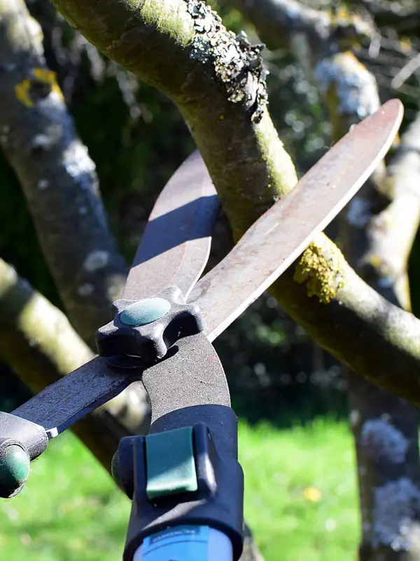 long pruning shear