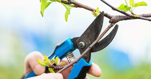 blue coloured pruning shear