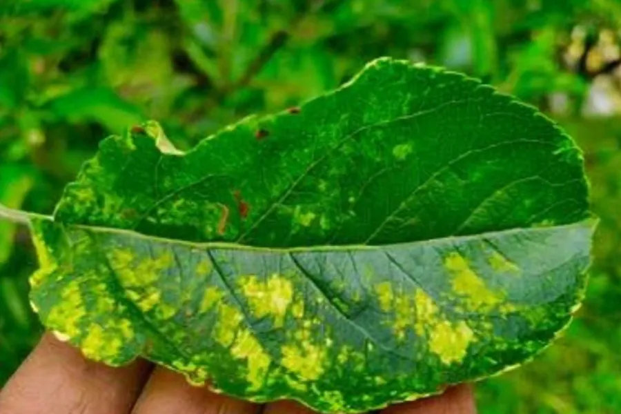 Apple Mosaic Virus