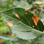 Necrotic Leaf Blotch in Apple